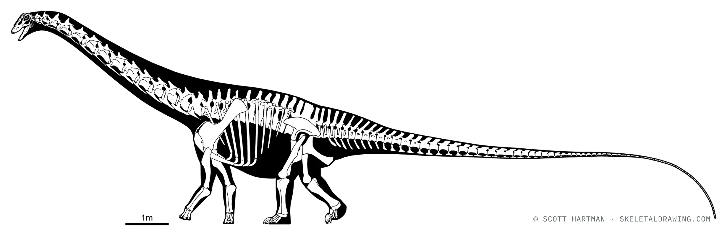 Galeamopus pabsti skeletal reconstruction, left lateral view, specimen SMA 0011, reconstructed length ~17 m.