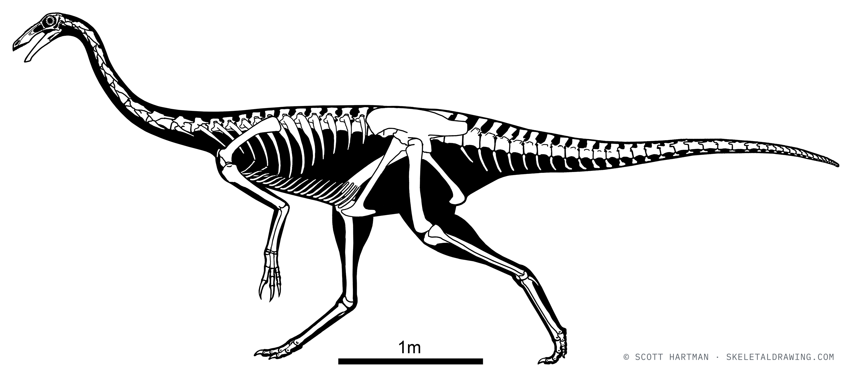 Gallimimus bullatus skeletal reconstruction, left lateral view, reconstructed length ~6 m.