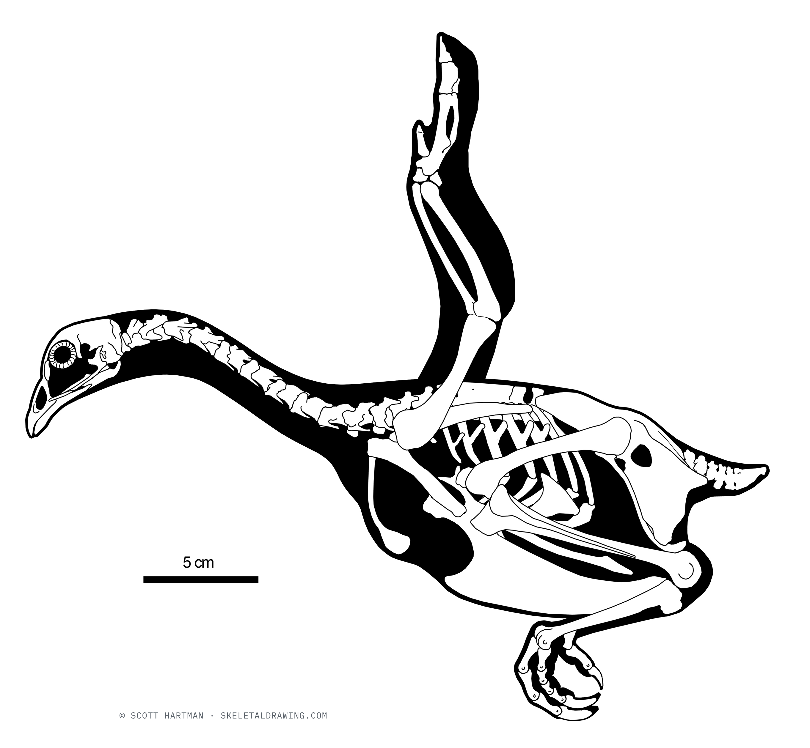 Gallus gallus — The same domestic hen skeletal in a flight pose.