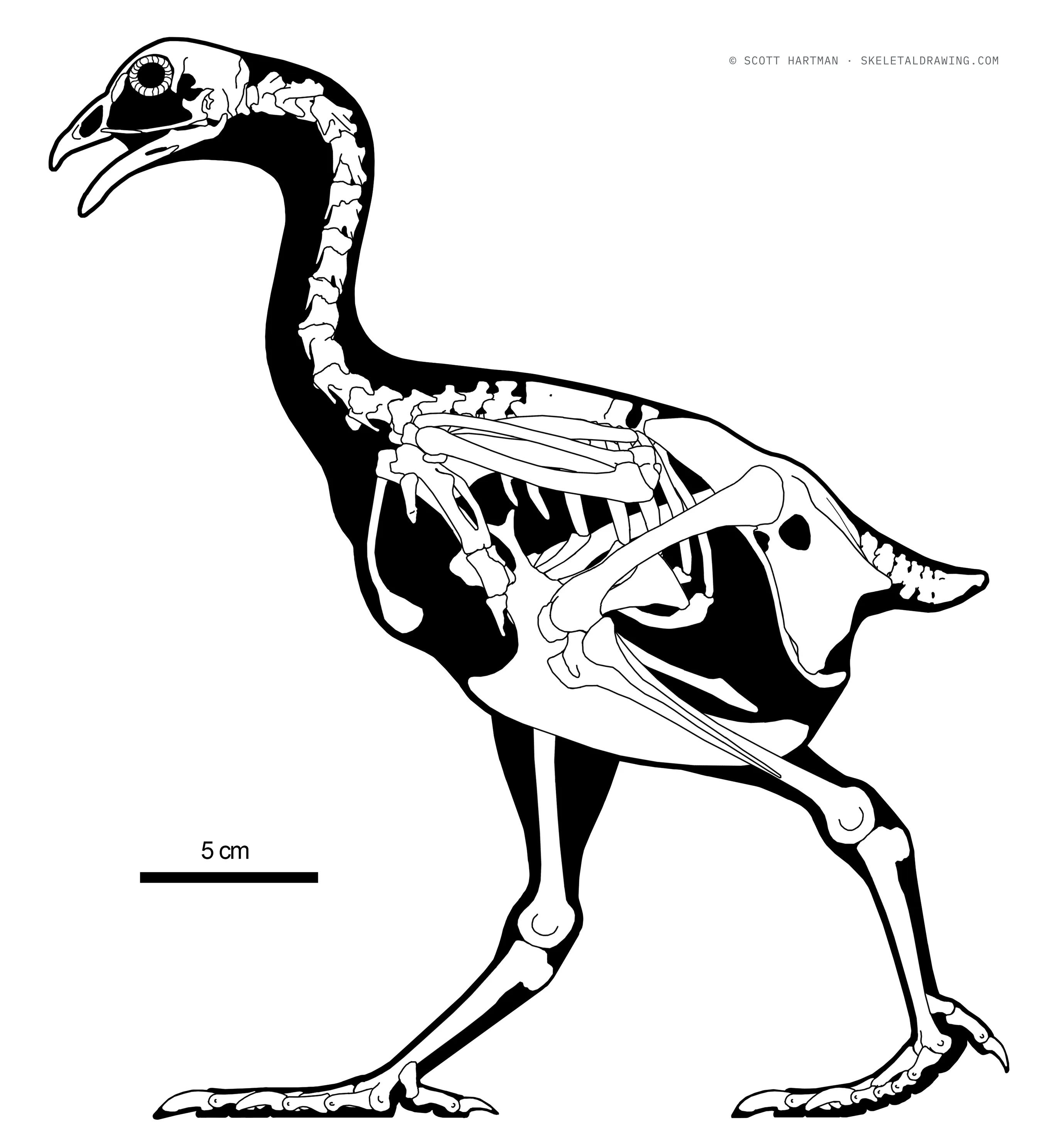 Gallus gallus skeletal reconstruction, left lateral view, reconstructed length ~0.35 m.