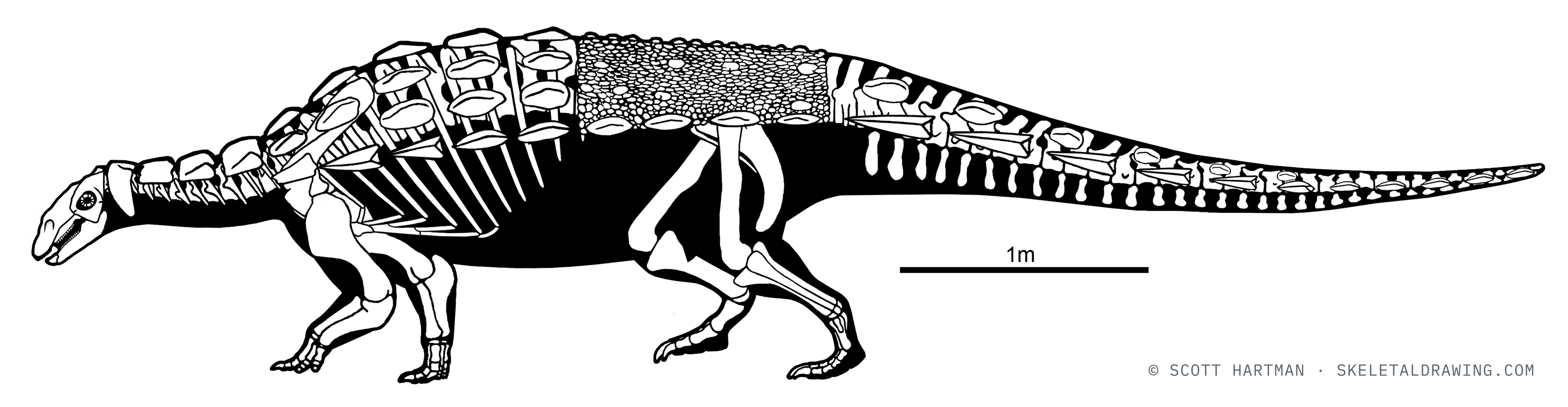Gastonia burgei skeletal reconstruction, left lateral view, reconstructed length ~6.2 m.