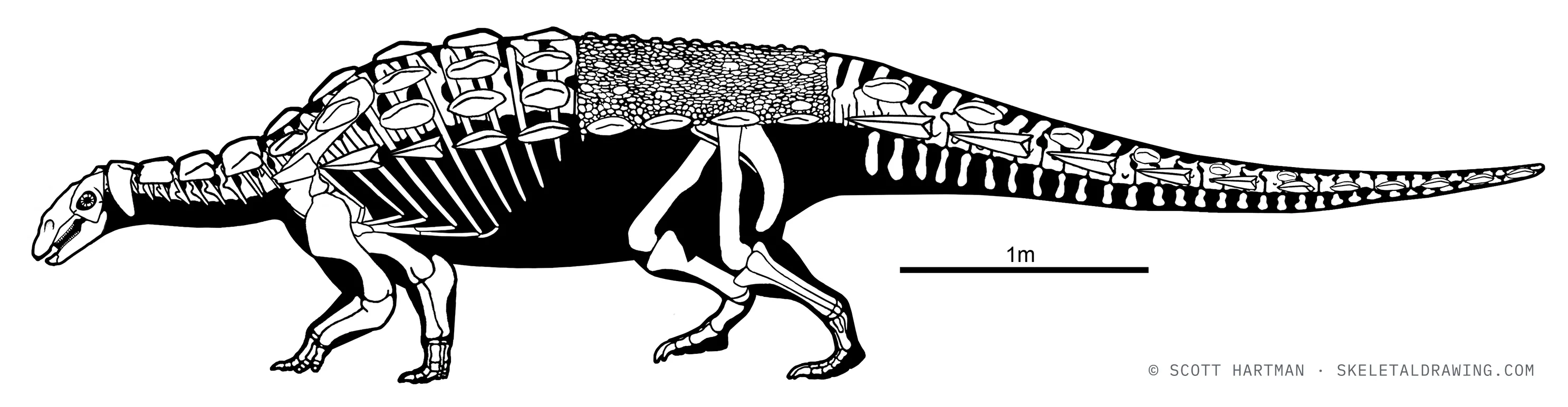 Gastonia burgei skeletal reconstruction, left lateral view, reconstructed length ~6.2 m.