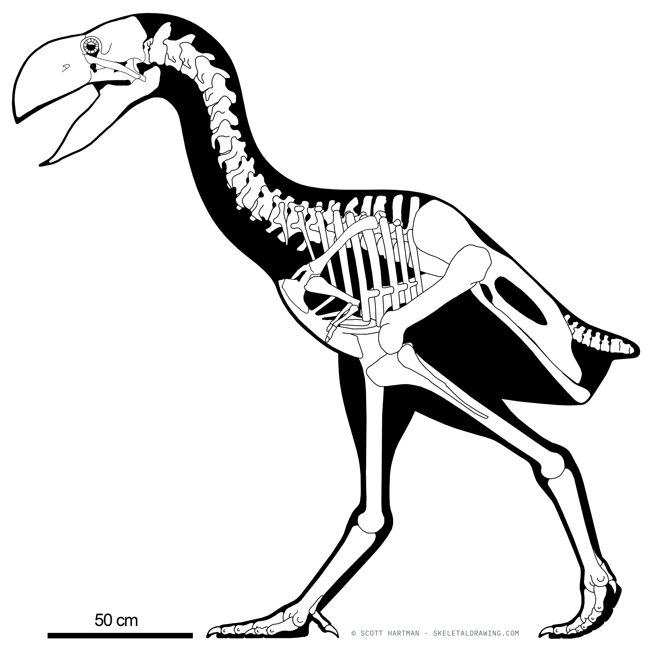 Gastornis giganteus skeletal reconstruction, left lateral view, reconstructed length ~2.3 m.