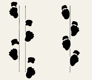 Skeletal reconstruction of a long-necked sauropod in left lateral view, with a 1m scale bar