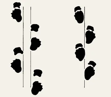 Skeletal reconstruction of a long-necked sauropod in left lateral view, with a 1m scale bar