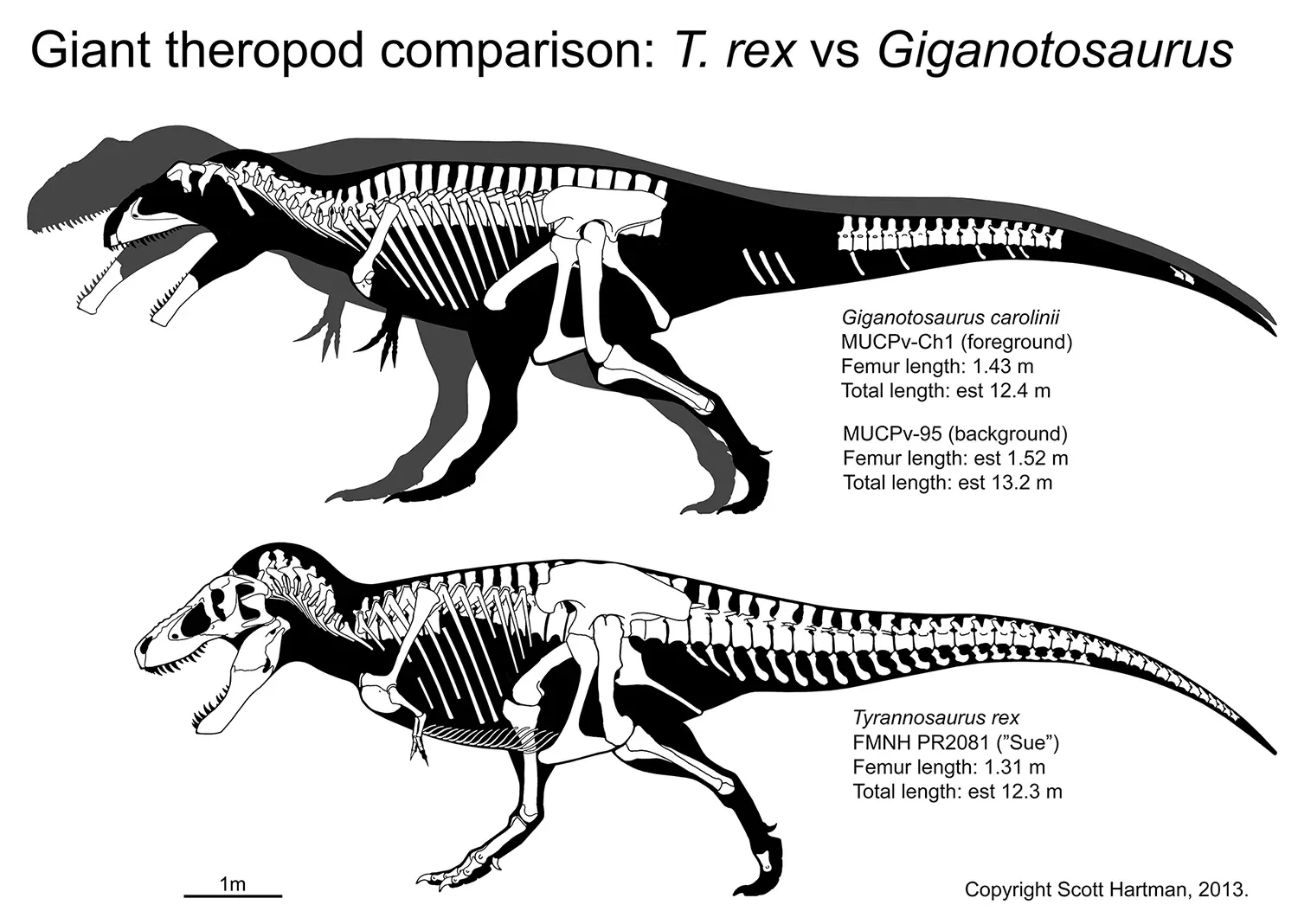 Comparison chart titled "Giant theropod comparison: T. rex vs Giganotosaurus" with skeletals of two Giganotosaurus specimens above a Tyrannosaurus (Sue), listing femur and total lengths