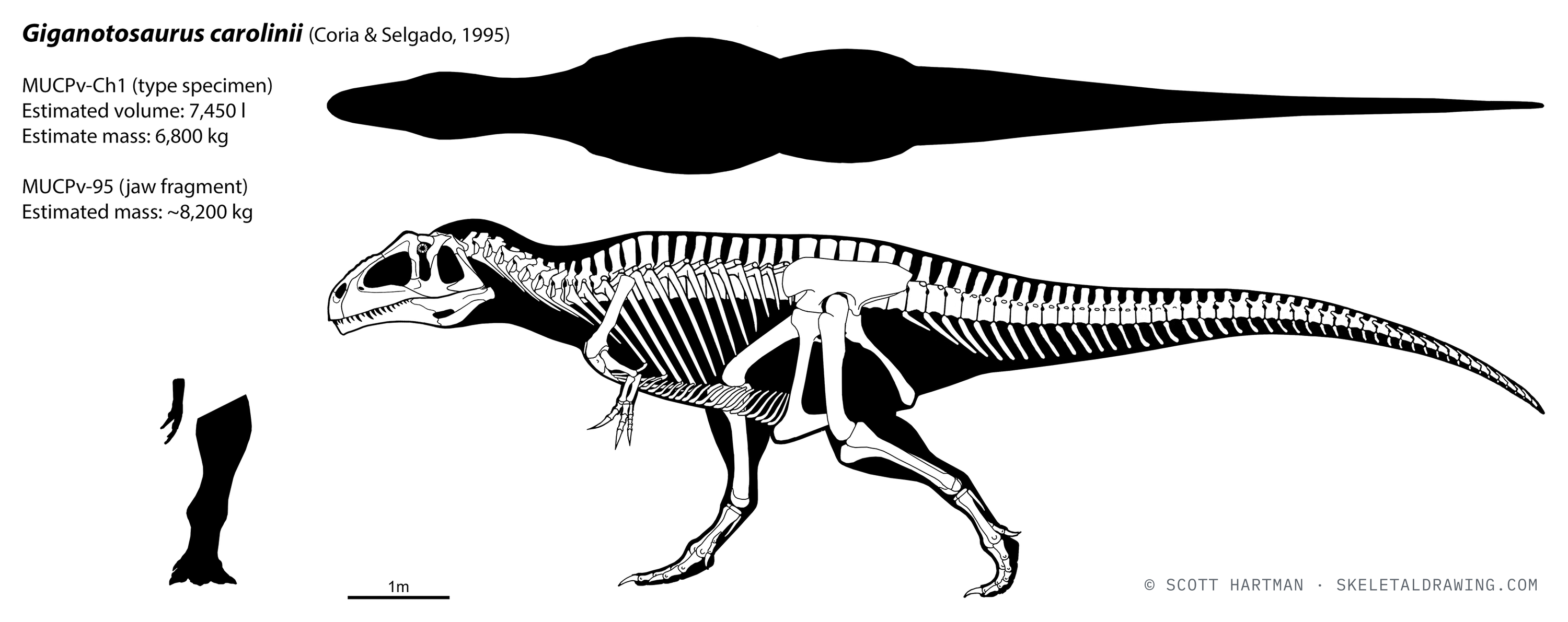 Giganotosaurus carolinii — Graphic double-integration (GDI) body-mass estimate for the type, from Hartman’s dissertation.