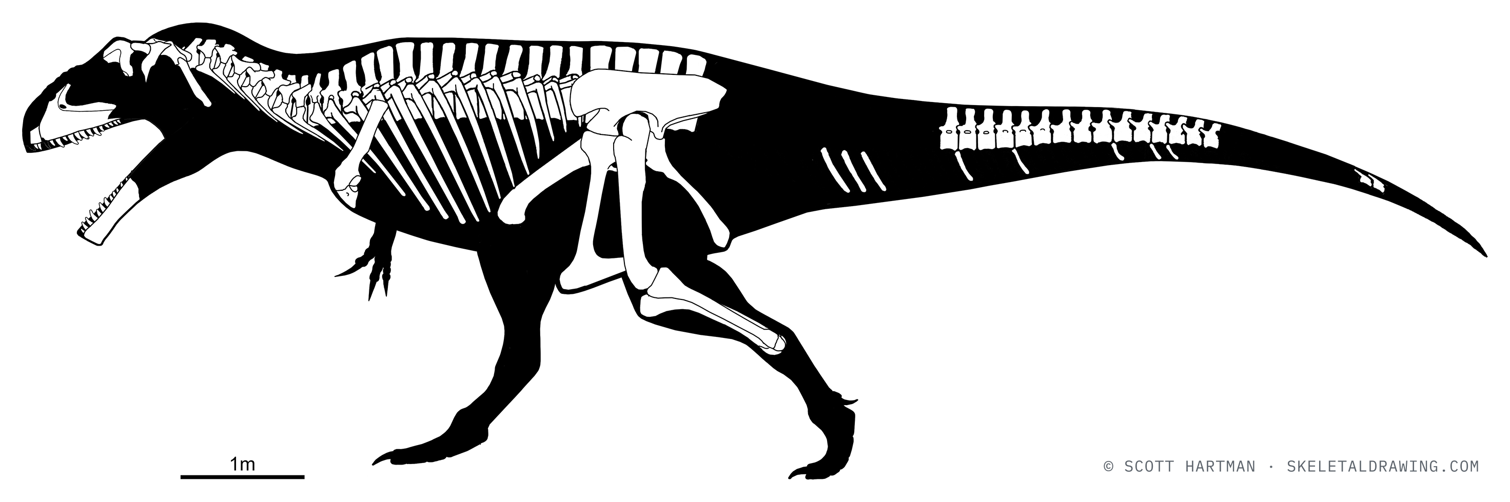 Known skeletal material of Giganotosaurus carolinii: preserved elements shown in white against a black body silhouette.