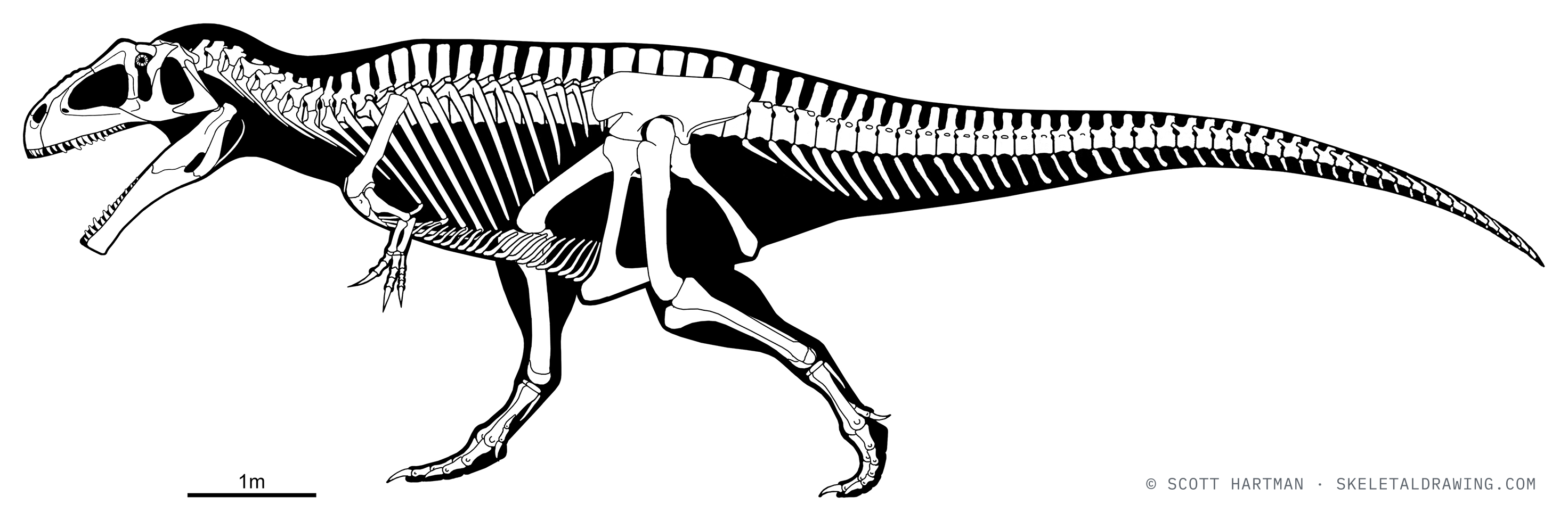 Giganotosaurus carolinii skeletal reconstruction, left lateral view, reconstructed length ~11.8 m.