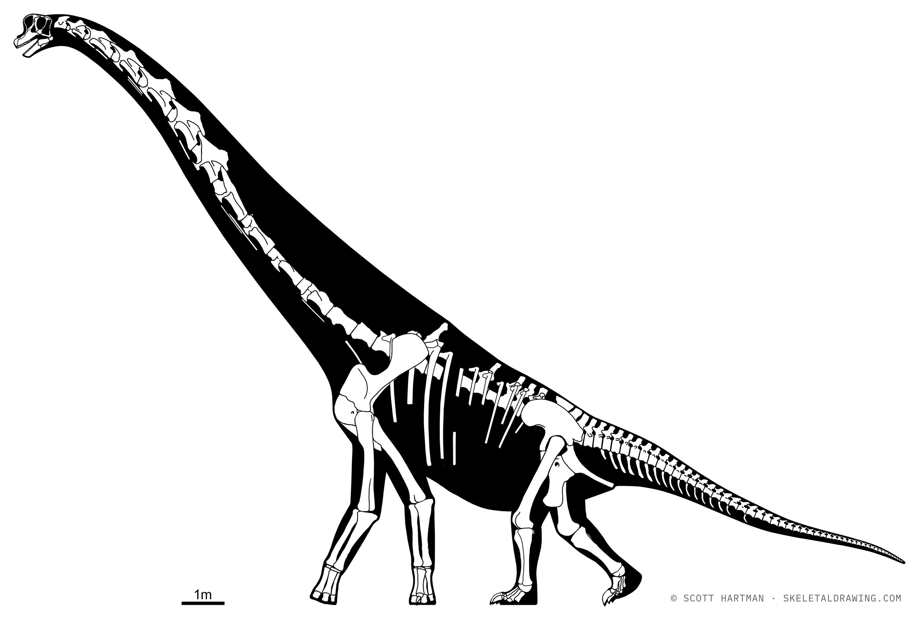 Known skeletal material of Giraffatitan brancai: preserved elements shown in white against a black body silhouette.