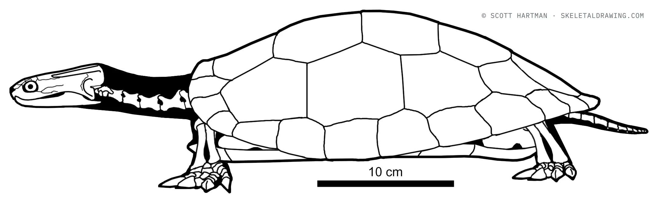 Glyptops ornatus skeletal reconstruction, left lateral view, length 47 cm.