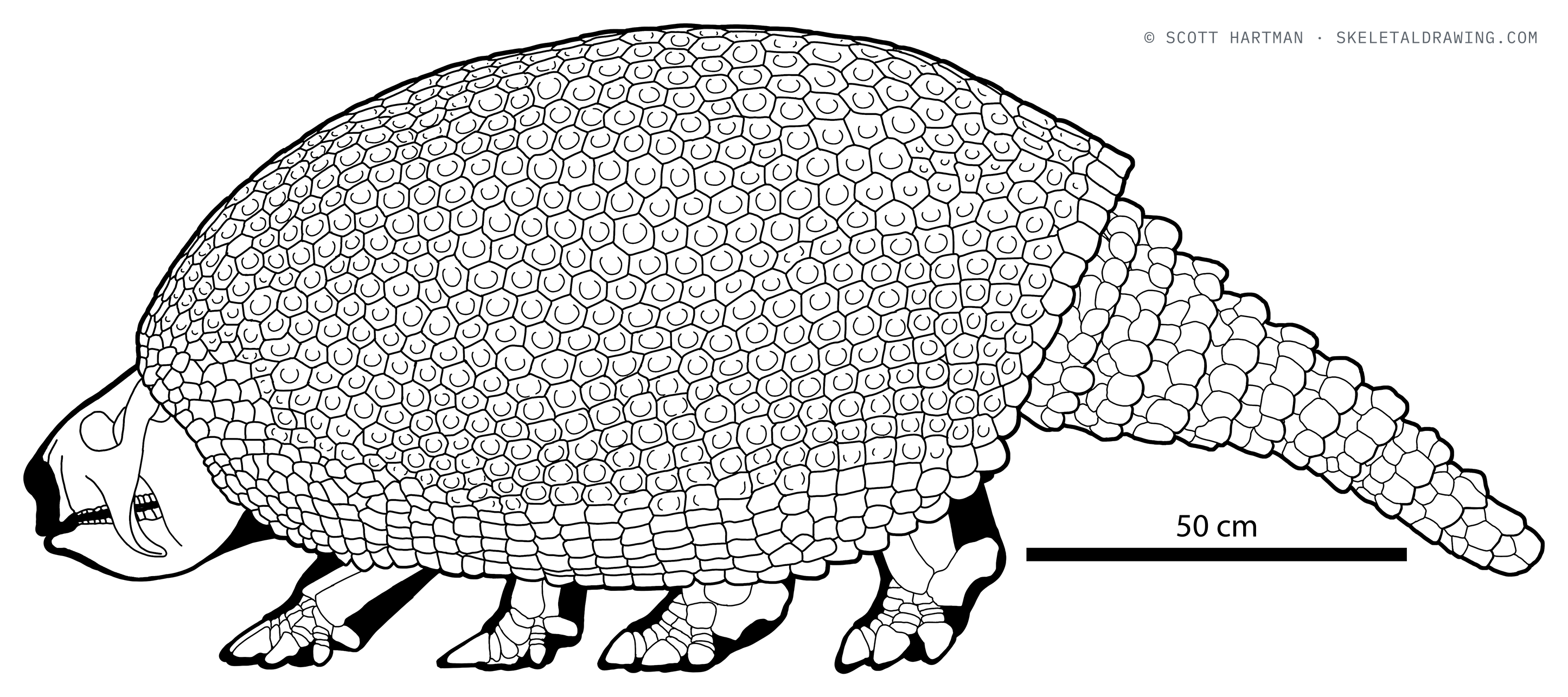 Glyptotherium texanum skeletal reconstruction, left lateral view, length ~2 m.
