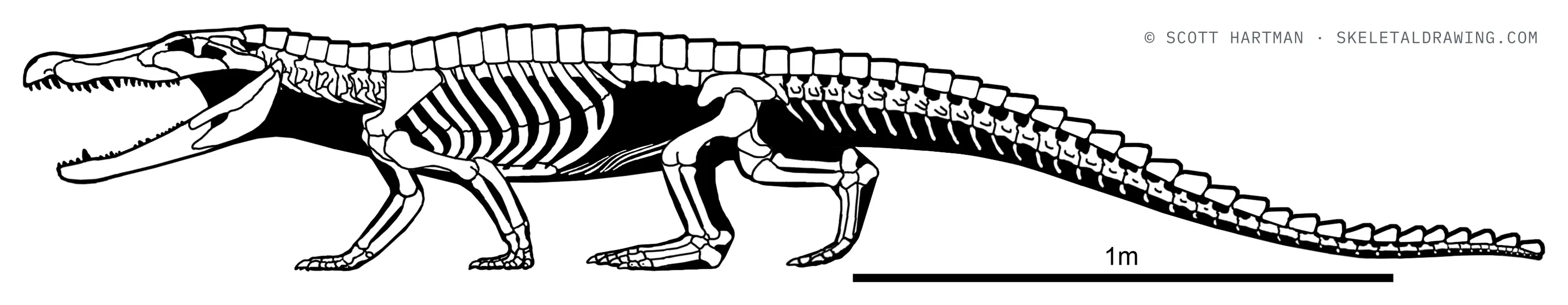 Goniopholis crassidens skeletal reconstruction, left lateral view, length ~2.85 m.