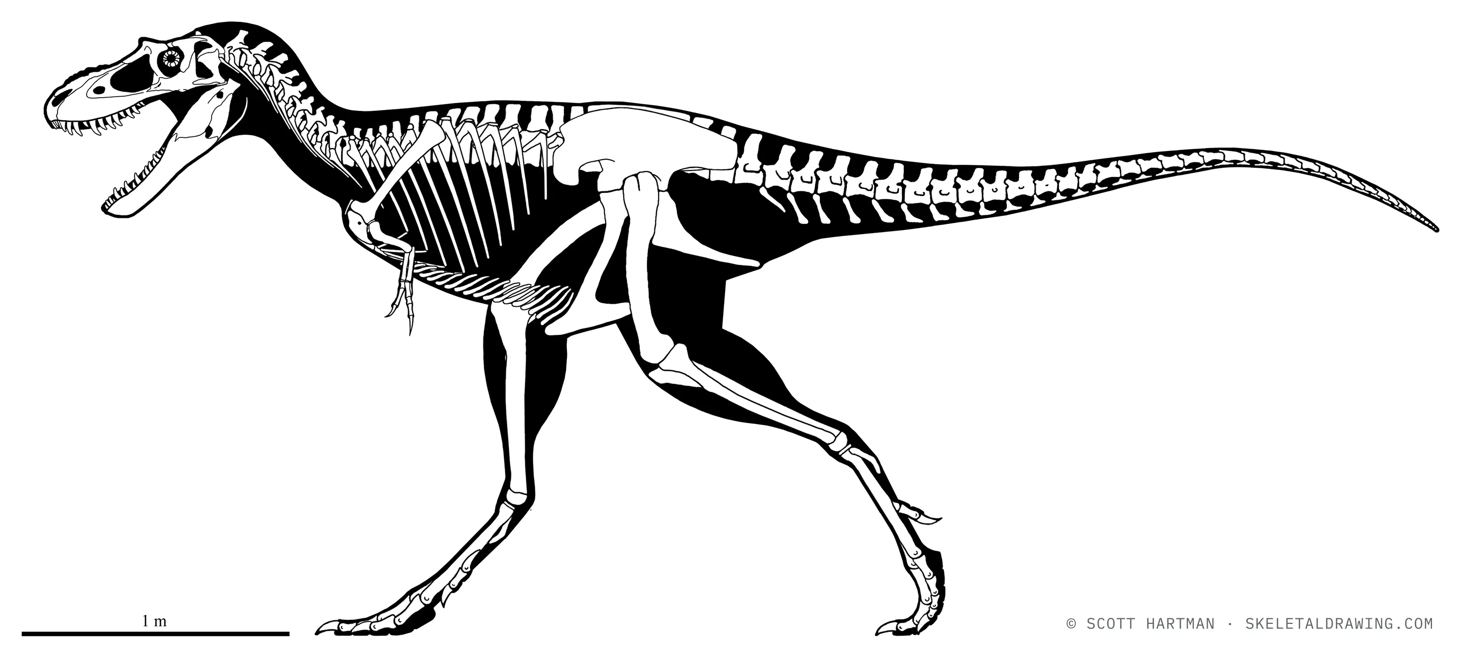 Gorgosaurus libratus skeletal reconstruction, left lateral view, reconstructed length ~5.3 m.