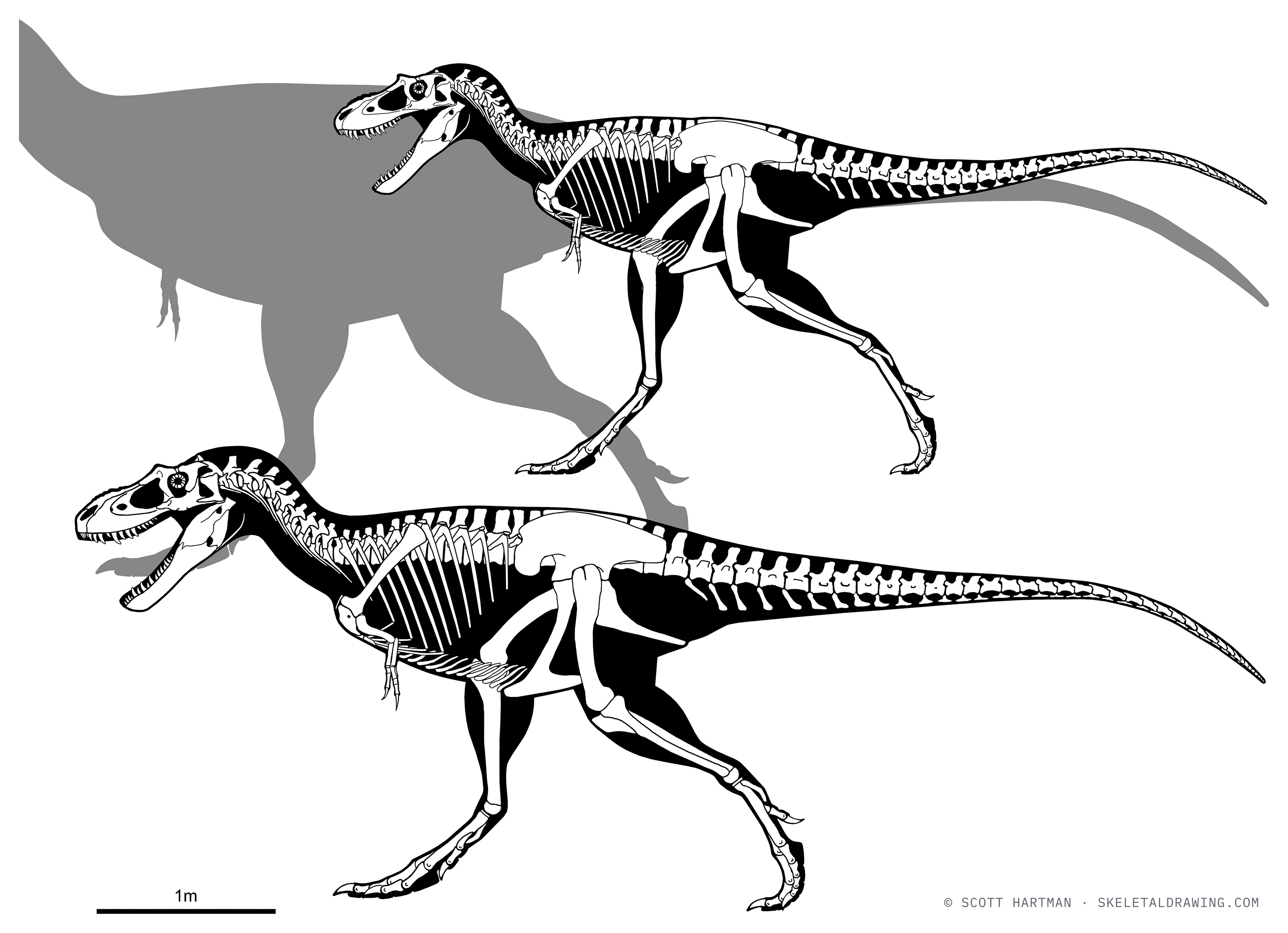 Gorgosaurus libratus — Potential growth stages: this juvenile (~5.3 m), a larger subadult (~6.7 m), and full-grown adults approaching ~9 m.
