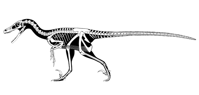 Skeletal reconstruction of Velociraptor in a walking pose, left lateral view