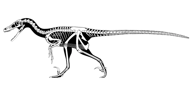 Skeletal reconstruction of Velociraptor in a walking pose, left lateral view