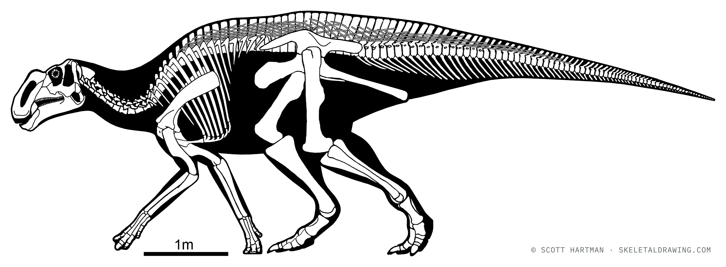 Gryposaurus monumentensis skeletal reconstruction, left lateral view, reconstructed length ~8.5 m.
