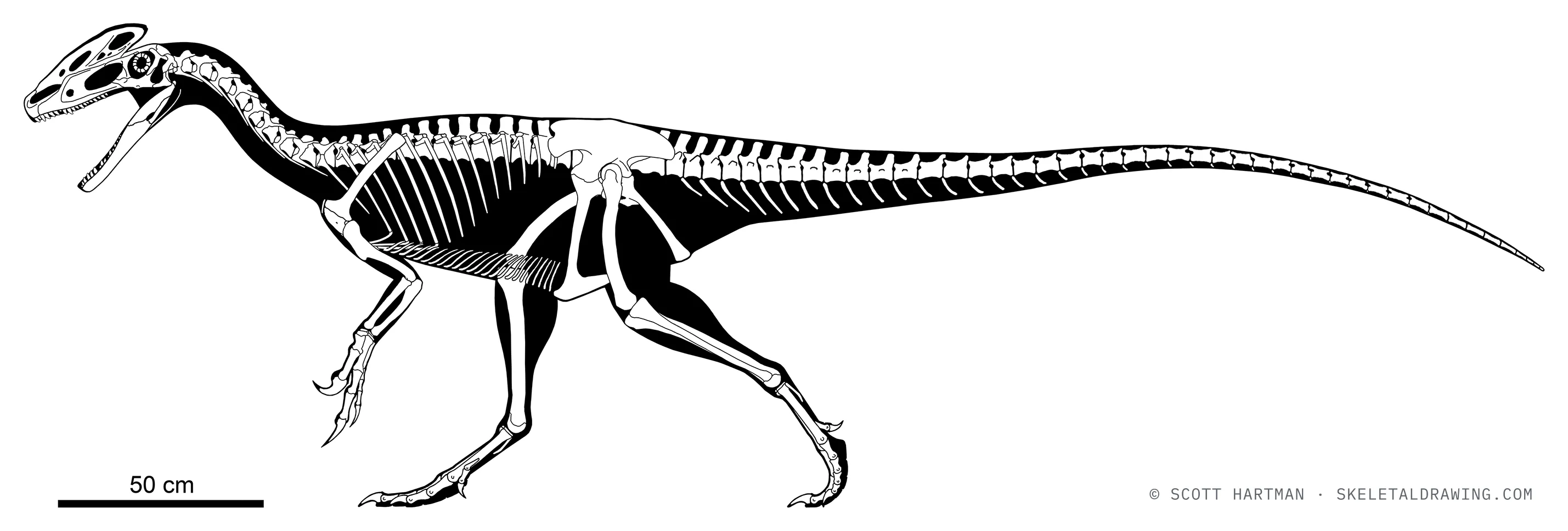 Guanlong wucaii skeletal reconstruction, left lateral view, reconstructed length ~3.7 m.