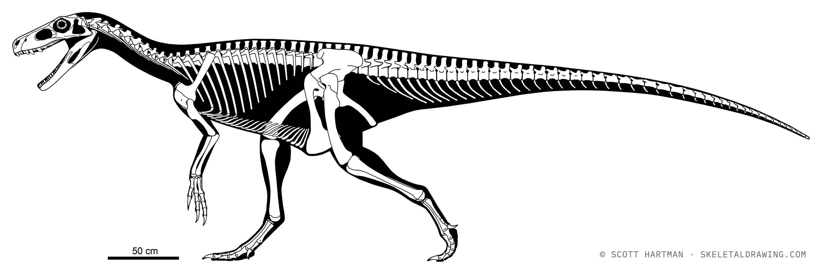 Herrerasaurus ischgualastensis skeletal reconstruction, left lateral view, reconstructed length ~5.7 m.