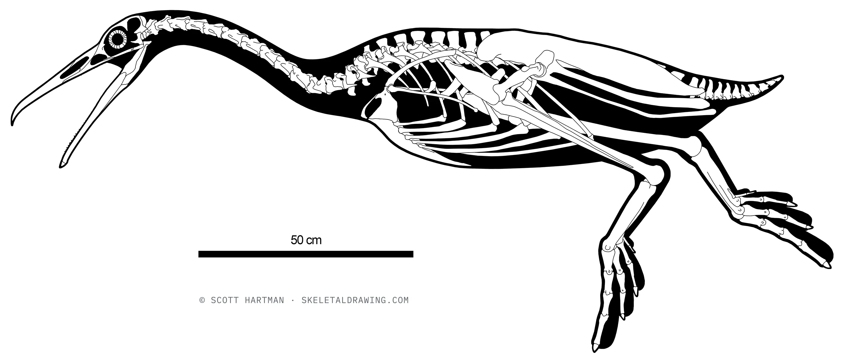 Hesperornis regalis skeletal reconstruction, left lateral view, reconstructed length ~1.8 m.