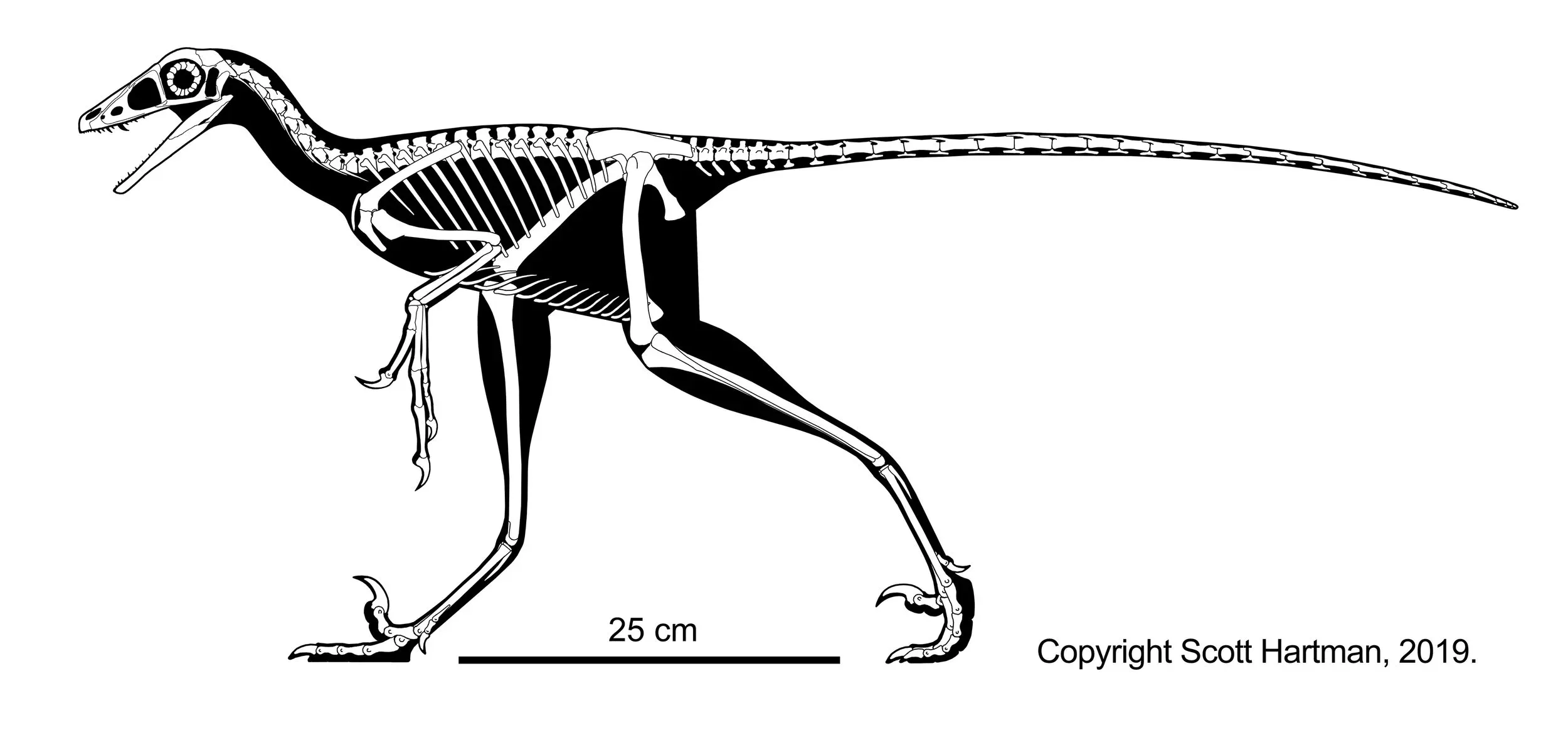 Skeletal reconstruction of Hesperornithoides in left lateral view with a 25 cm scale bar