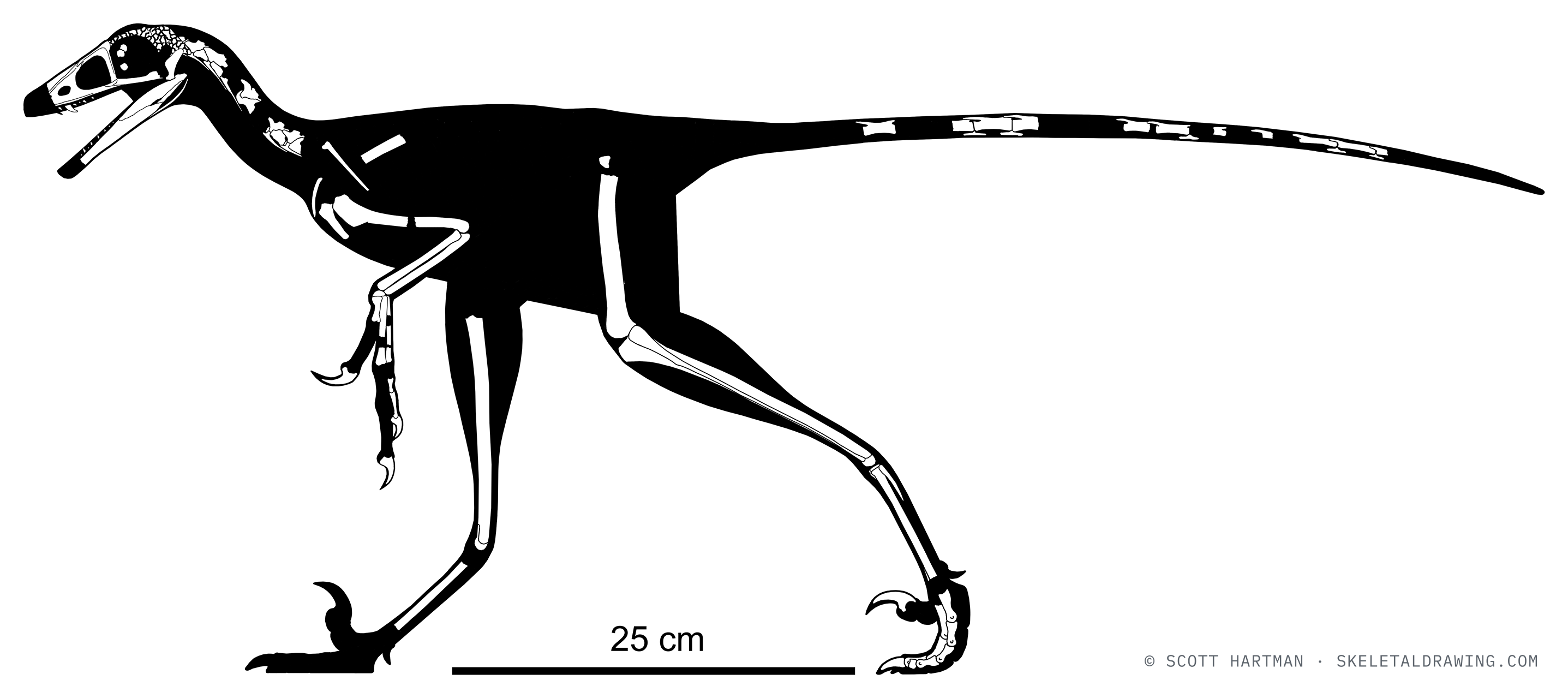 Known skeletal material of Hesperornithoides miessleri: preserved elements shown in white against a black body silhouette.