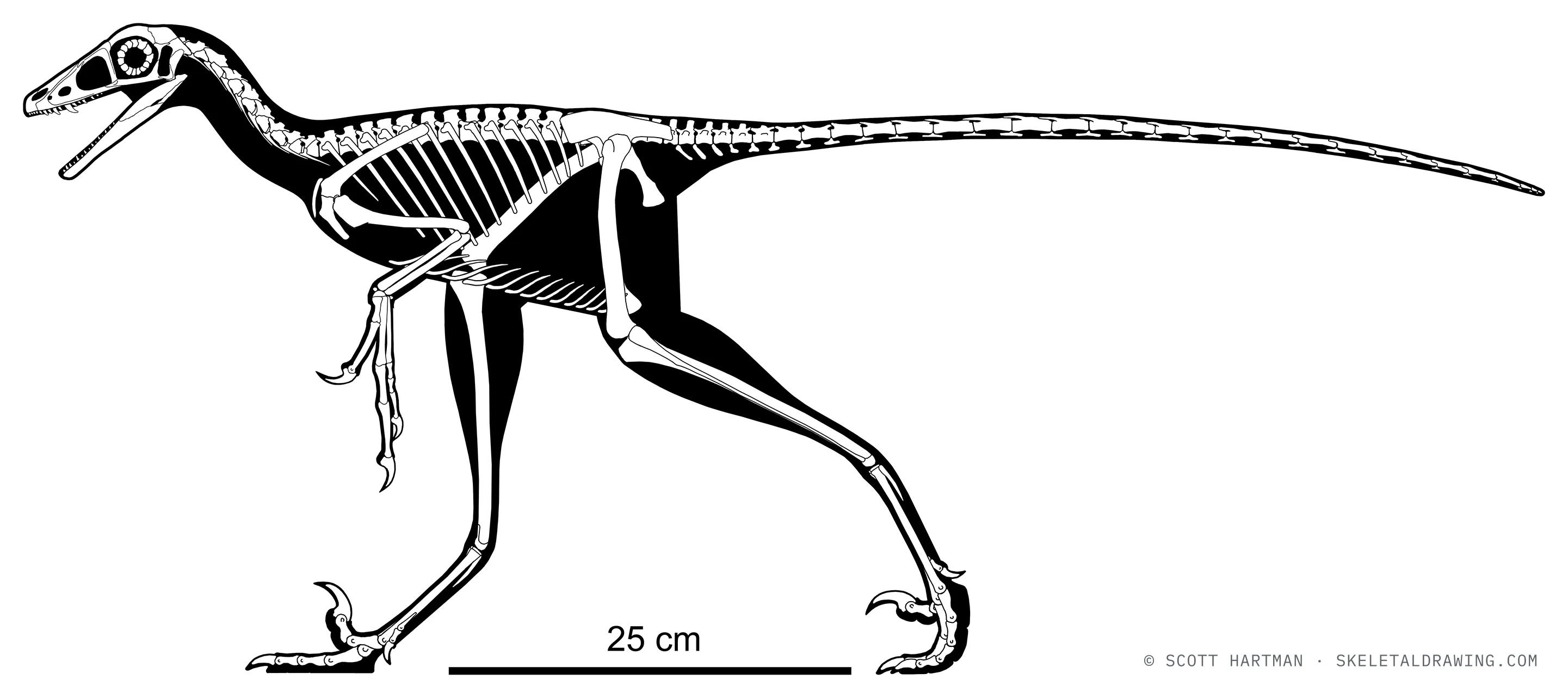 Hesperornithoides miessleri skeletal reconstruction, left lateral view, reconstructed length ~0.95 m.