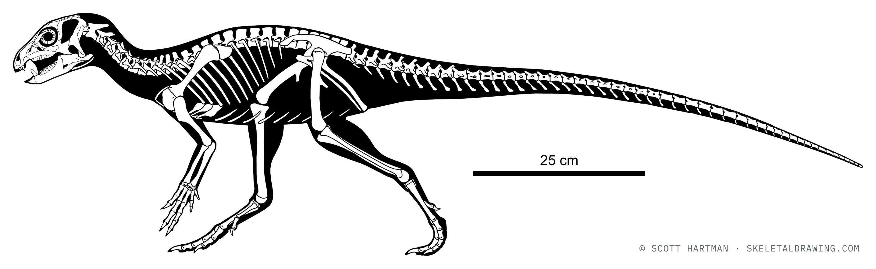 Heterodontosaurus tucki skeletal reconstruction, left lateral view, reconstructed length ~1.25 m.