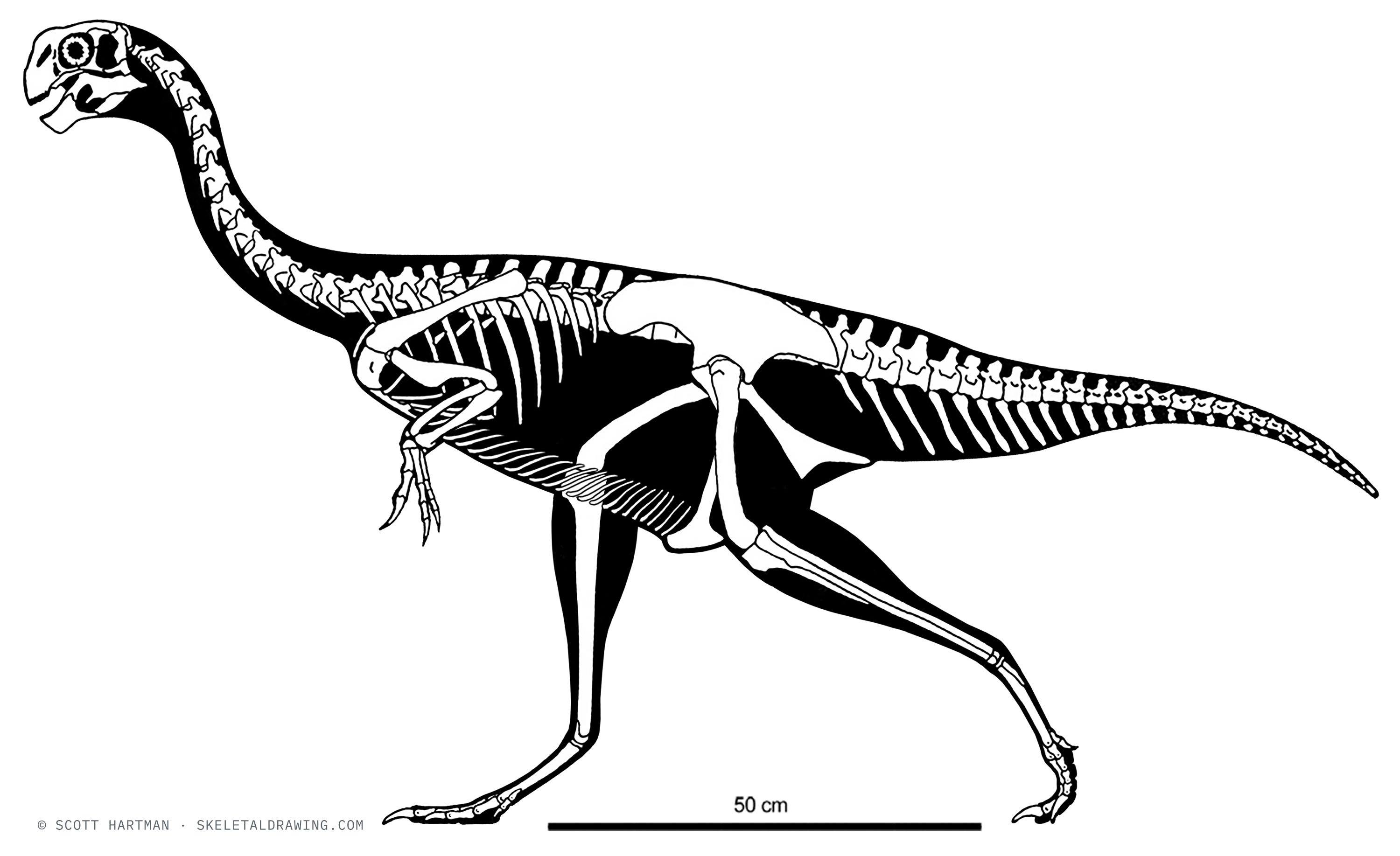 Heyuannia huangi skeletal reconstruction, left lateral view, reconstructed length ~1.6 m.