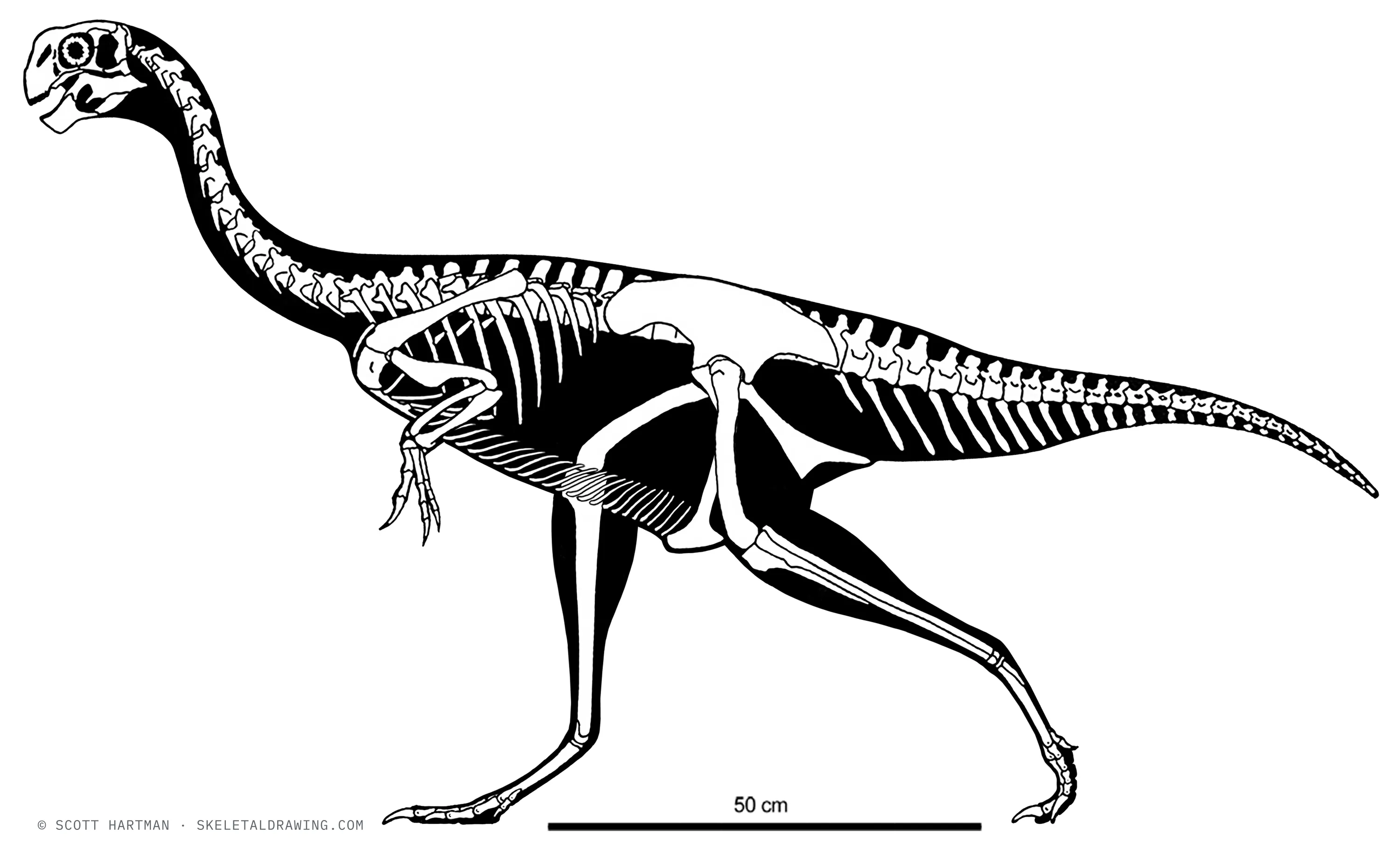 Heyuannia huangi skeletal reconstruction, left lateral view, reconstructed length ~1.6 m.