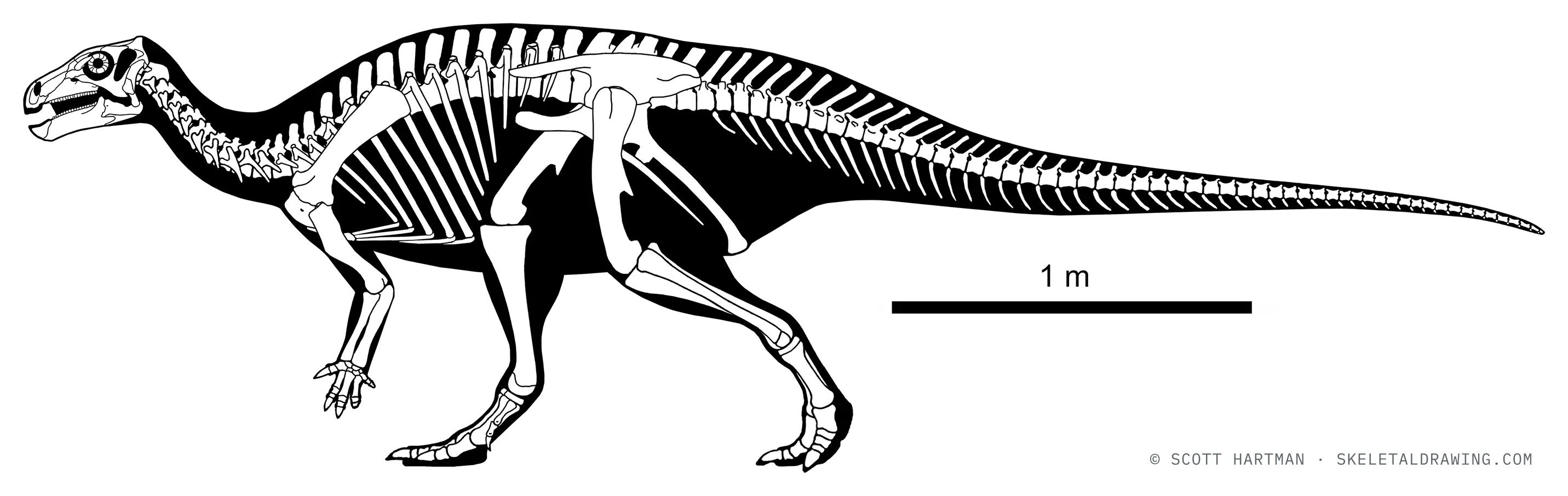 Hippodraco scutodens skeletal reconstruction, left lateral view, reconstructed length ~4.3 m.