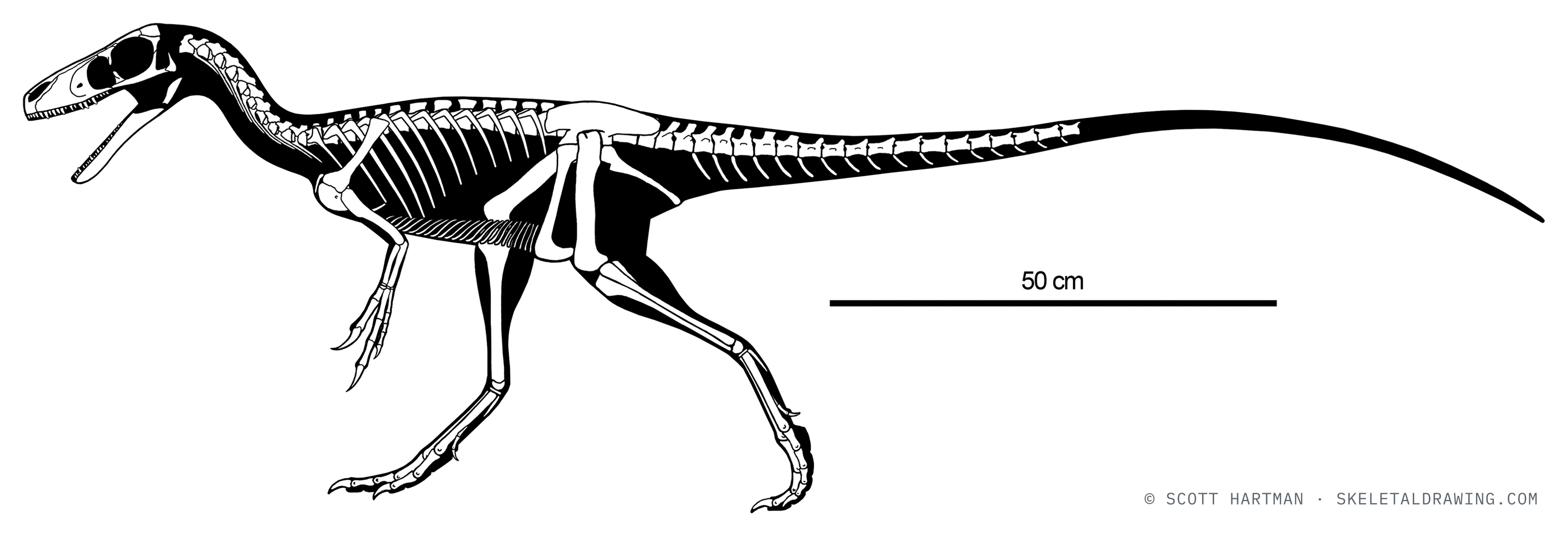 Known skeletal material of Huaxiagnathus orientalis: preserved elements shown in white against a black body silhouette.
