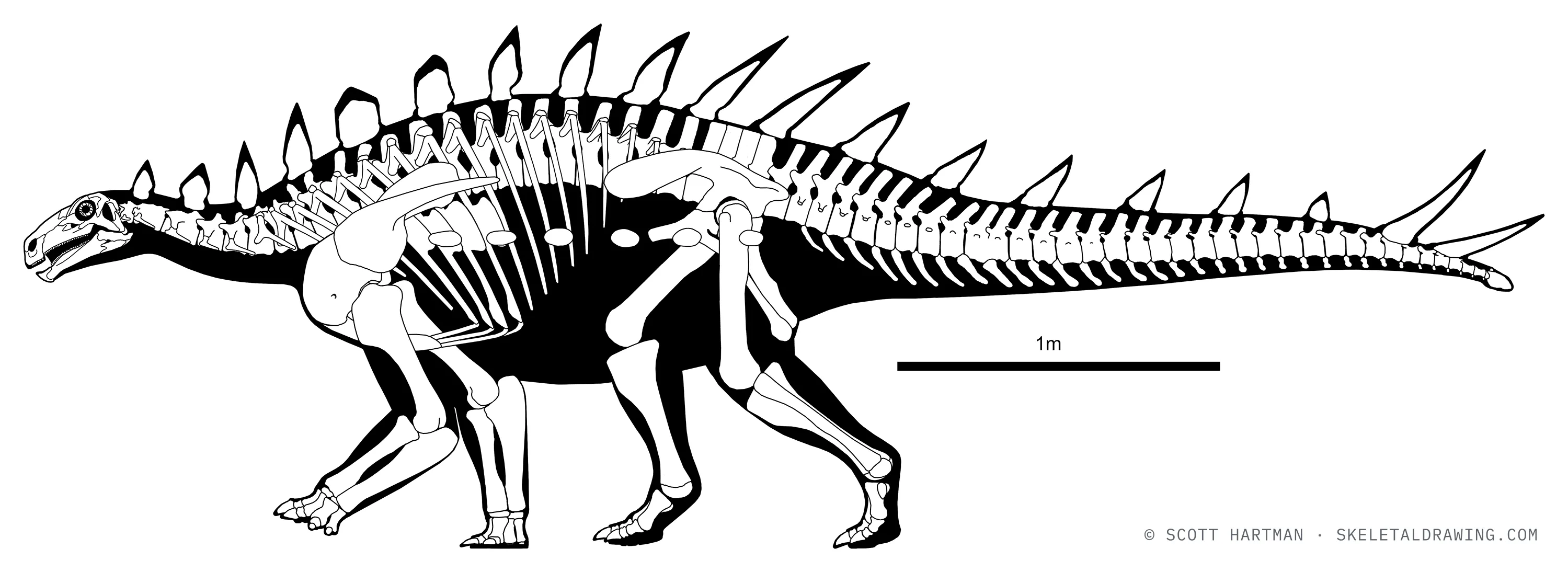 Huayangosaurus taibaii skeletal reconstruction, left lateral view, reconstructed length ~4.7 m.