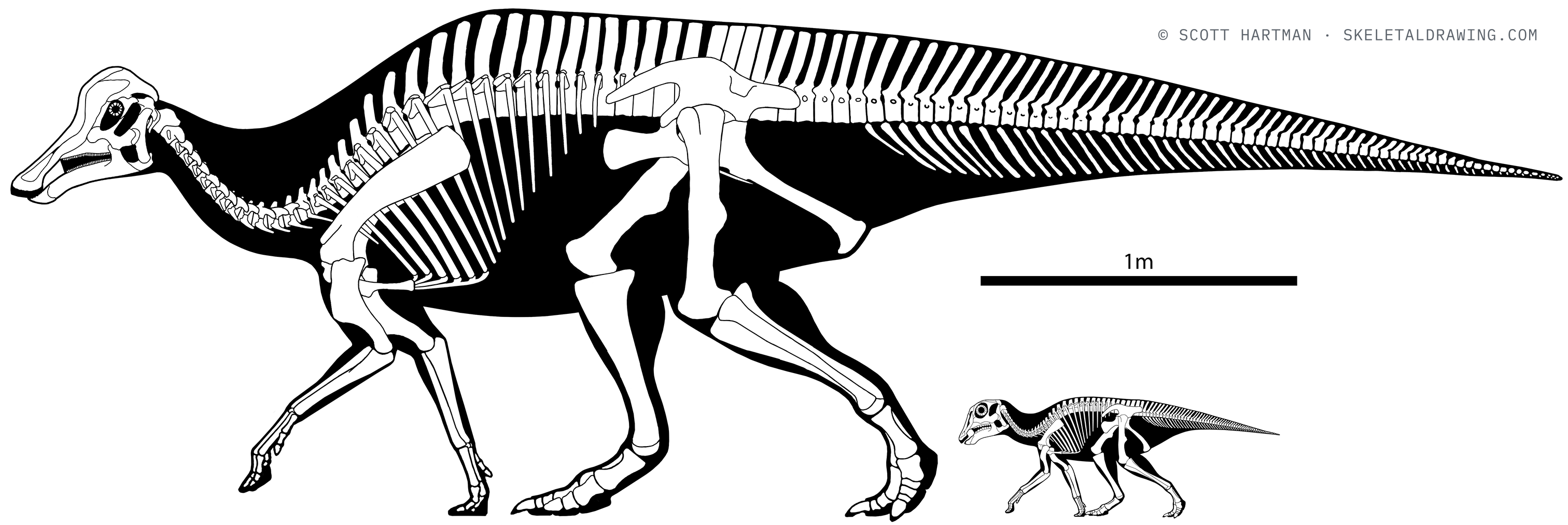 Hypacrosaurus stebingeri skeletal reconstruction — adult and juvenile together, drawn to a common scale.