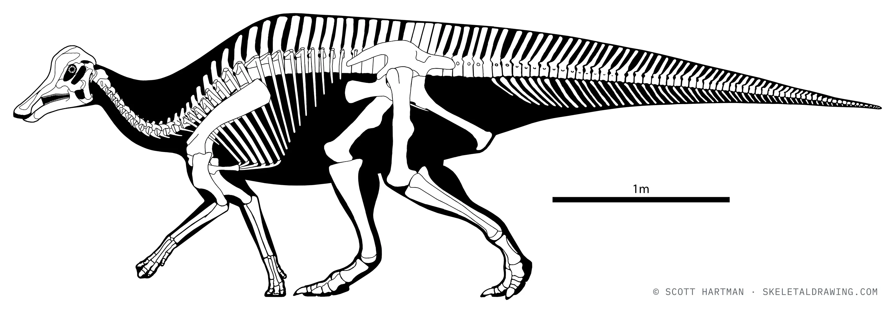 Hypacrosaurus stebingeri skeletal reconstruction, left lateral view, reconstructed length ~5 m.