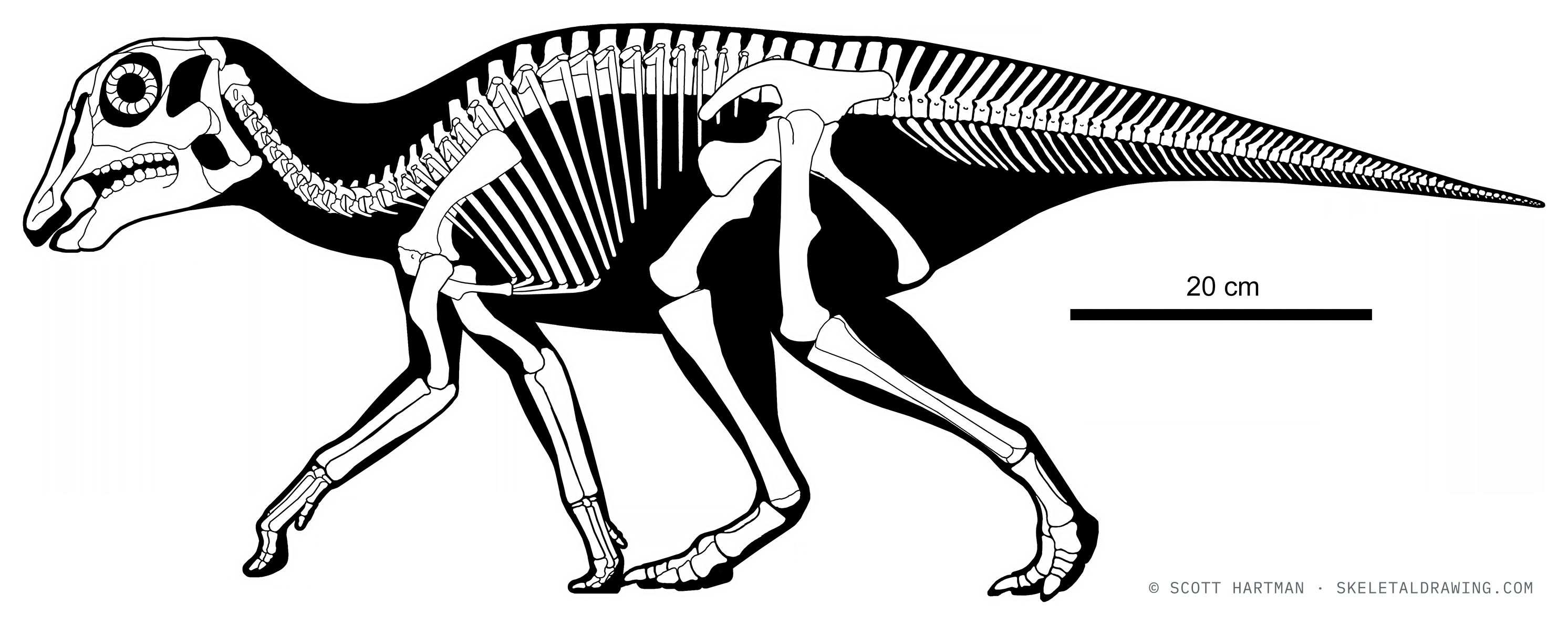 Hypacrosaurus stebingeri skeletal reconstruction — juvenile, left lateral view, reconstructed length ~1 m.