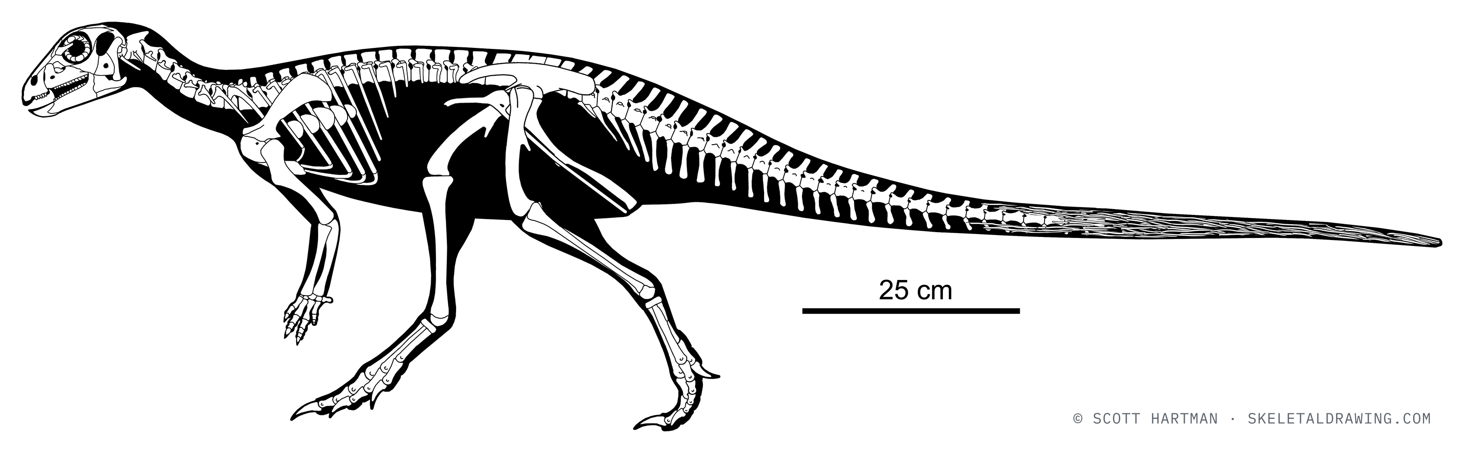 Hypsilophodon foxii skeletal reconstruction, left lateral view, reconstructed length ~1.7 m.