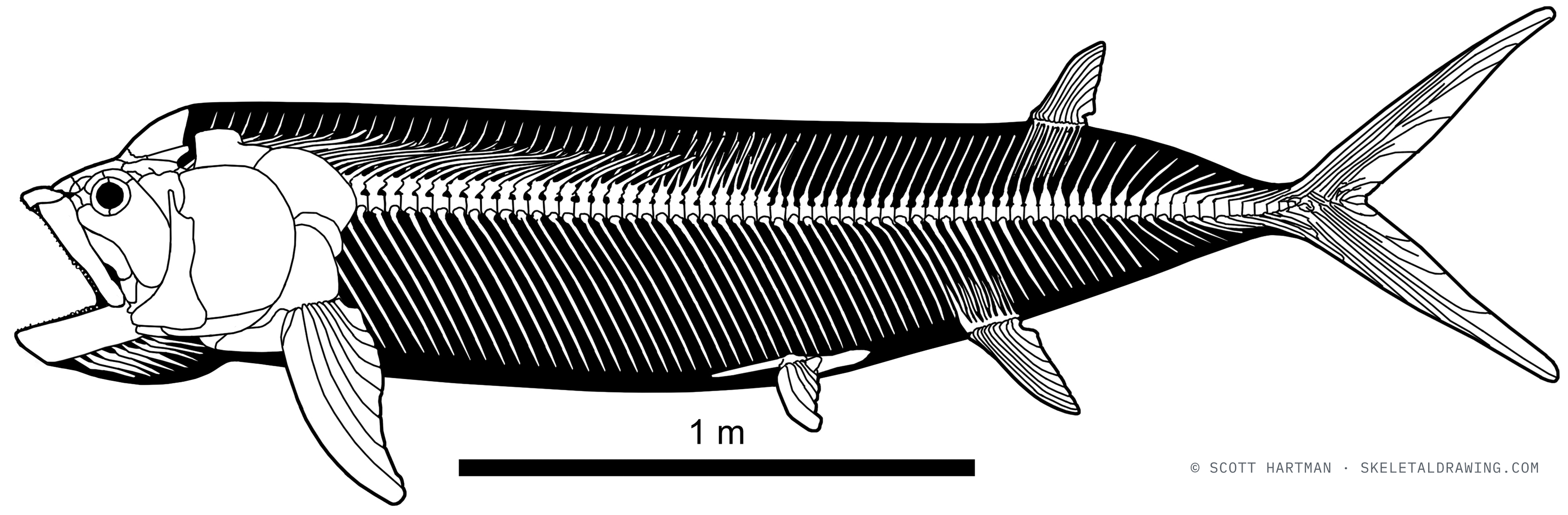 Ichthyodectes ctenodon skeletal reconstruction, left lateral view, length ~3 m.