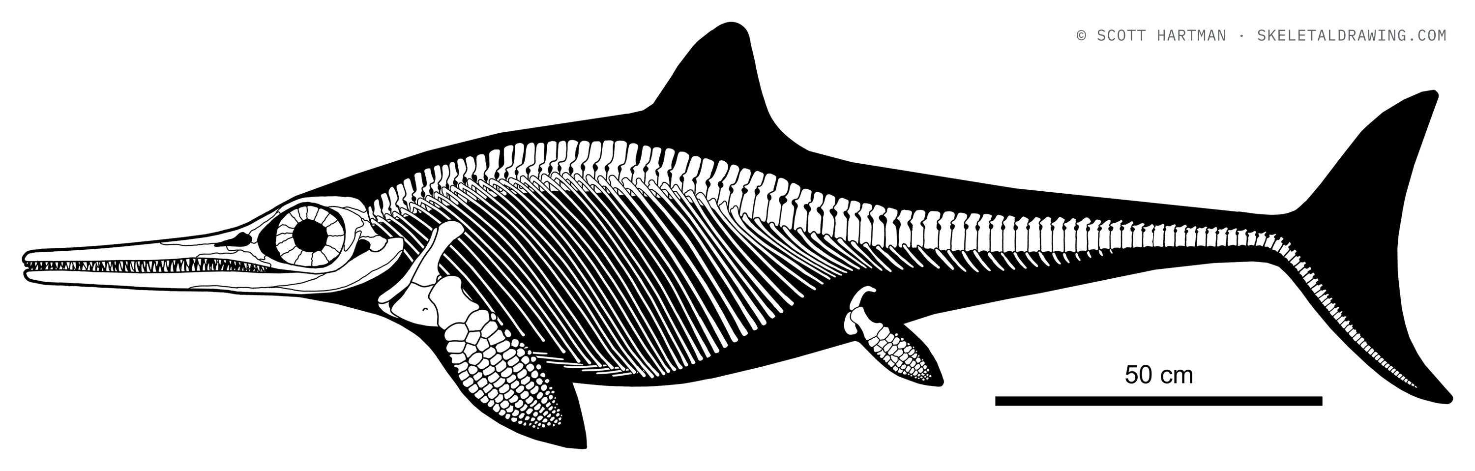 Ichthyosaurus communis skeletal reconstruction, left lateral view, length ~2.2 m.