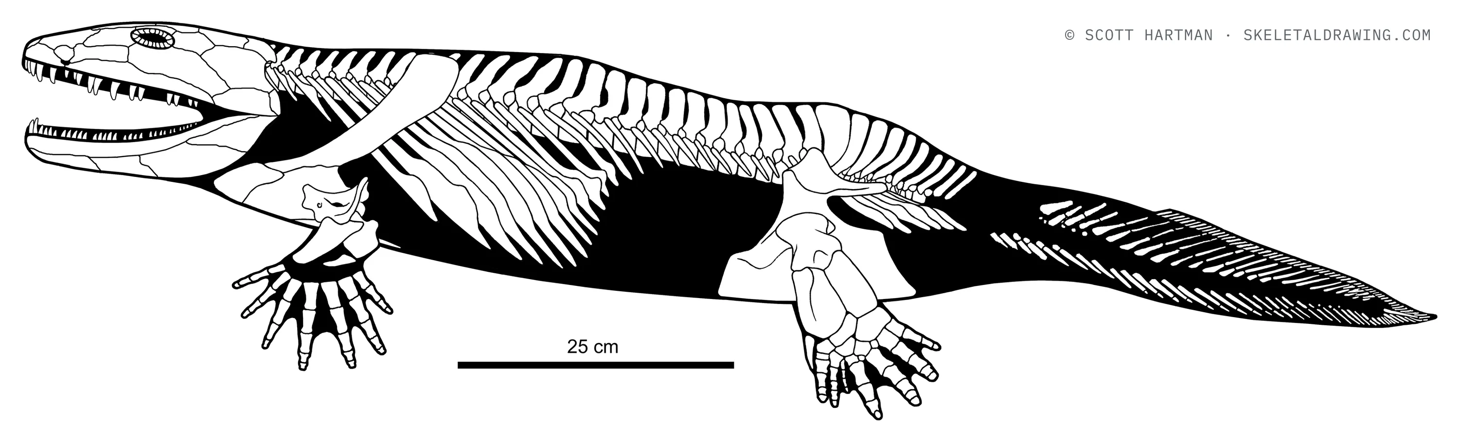 Ichthyostega stensioi skeletal reconstruction, left lateral view, length ~1.3 m.