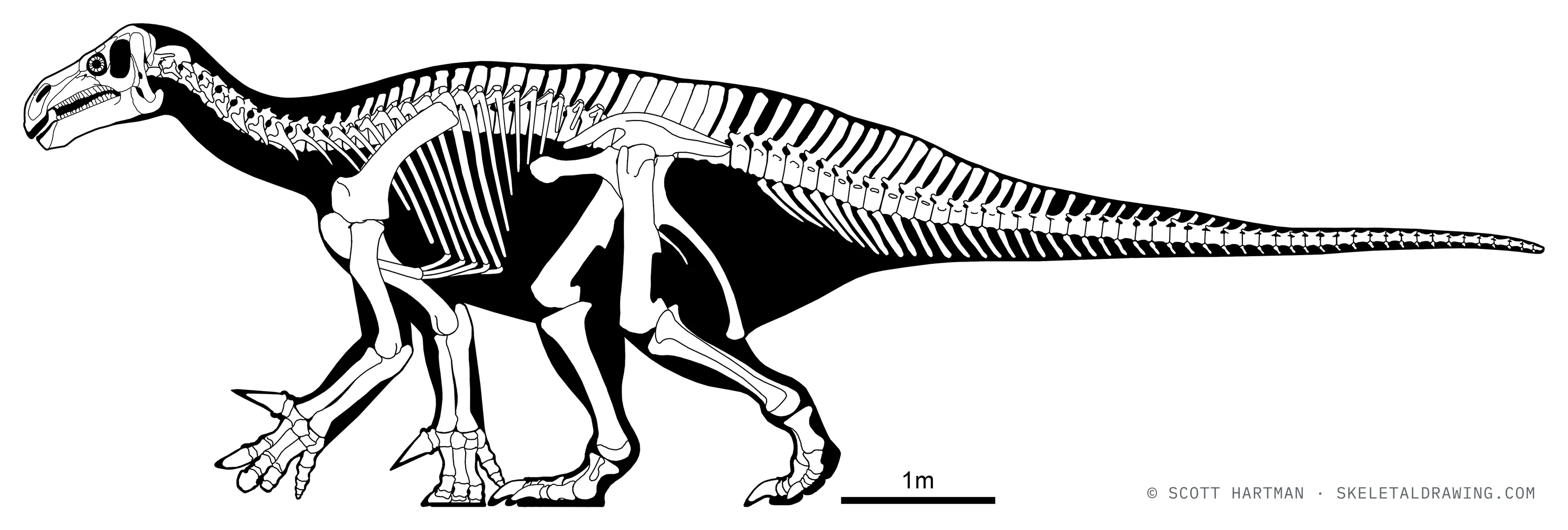 Iguanodon bernissartensis skeletal reconstruction, left lateral view, reconstructed length ~10 m.