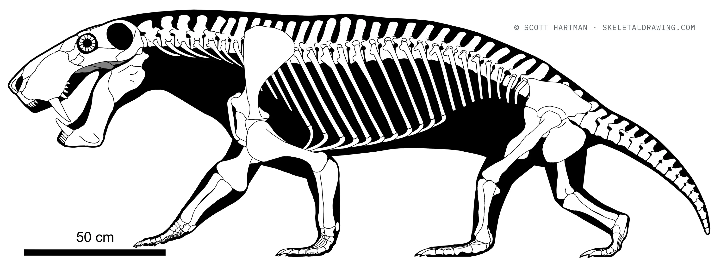 Full skeletal reconstruction of Inostrancevia alexandri, with scale bar and copyright imprint