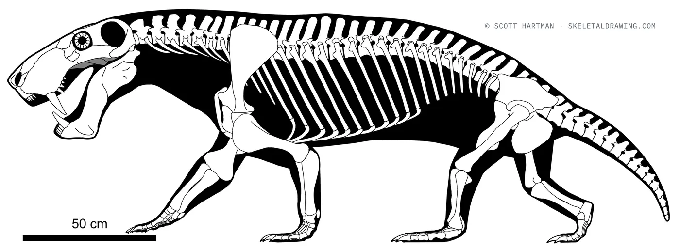 Full skeletal reconstruction of Inostrancevia alexandri, with scale bar and copyright imprint