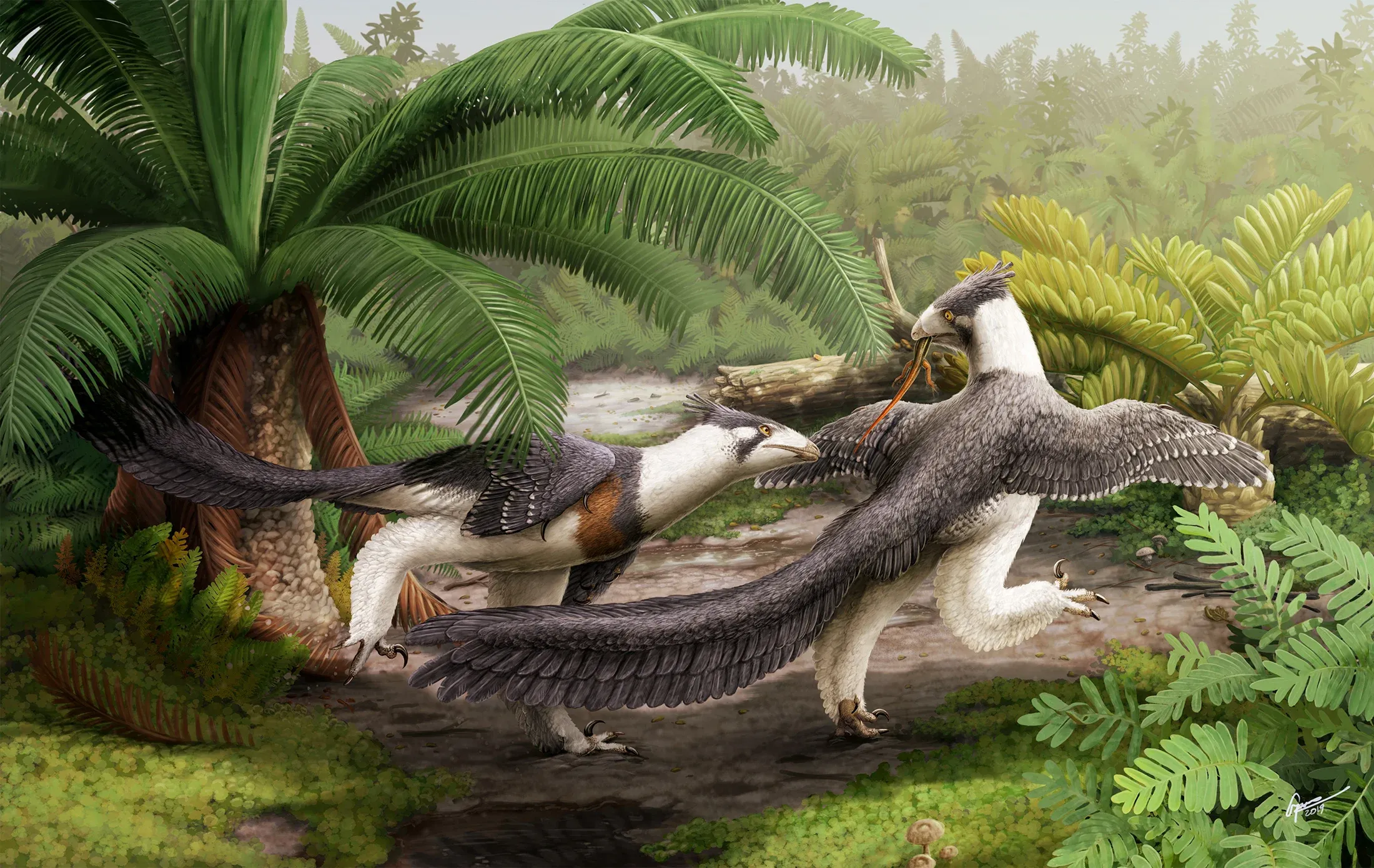 Two Hesperornithoides squabble over dinner - artwork by Gabriel Ugueto