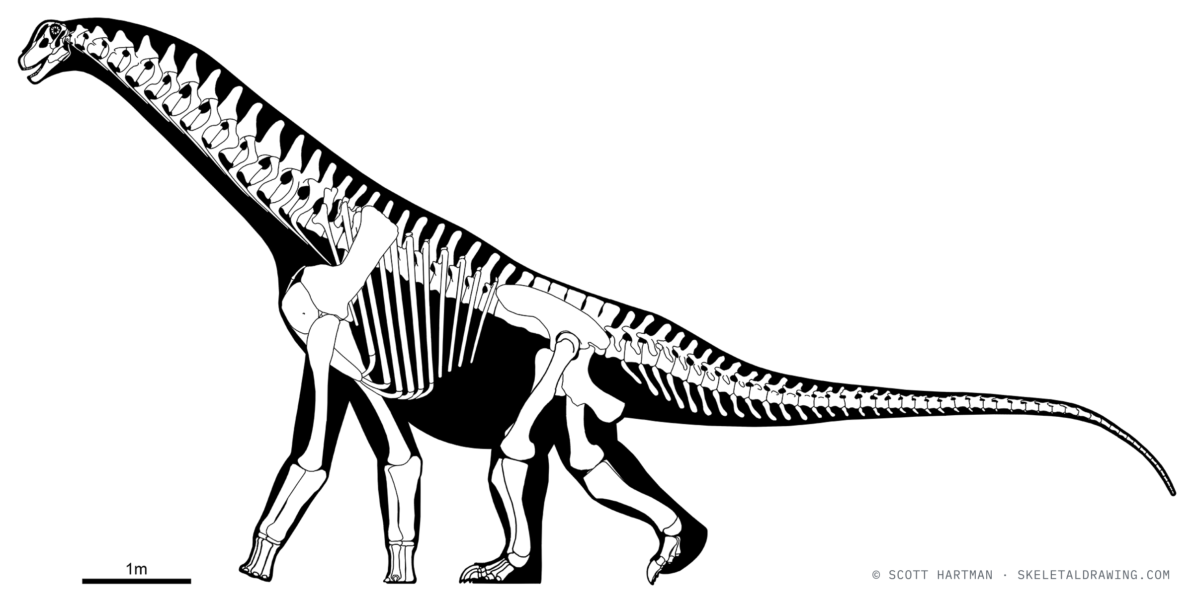 Isisaurus colberti skeletal reconstruction, left lateral view, reconstructed length ~12 m.