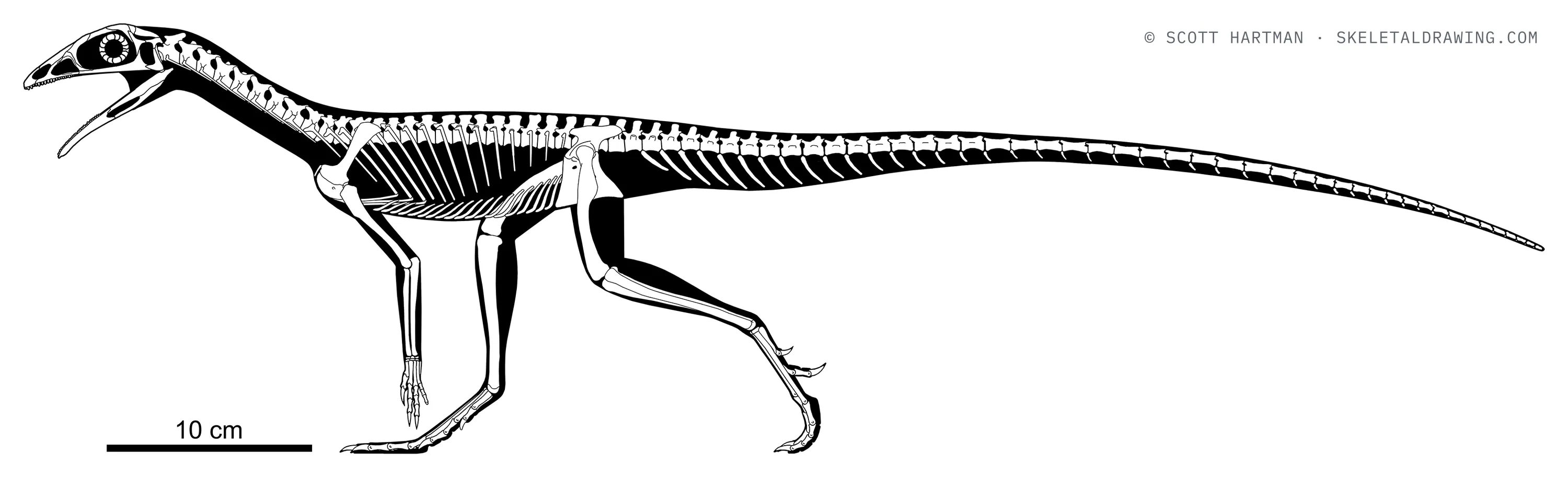 Ixalerpeton polesinensis skeletal reconstruction, left lateral view, length 75 cm.