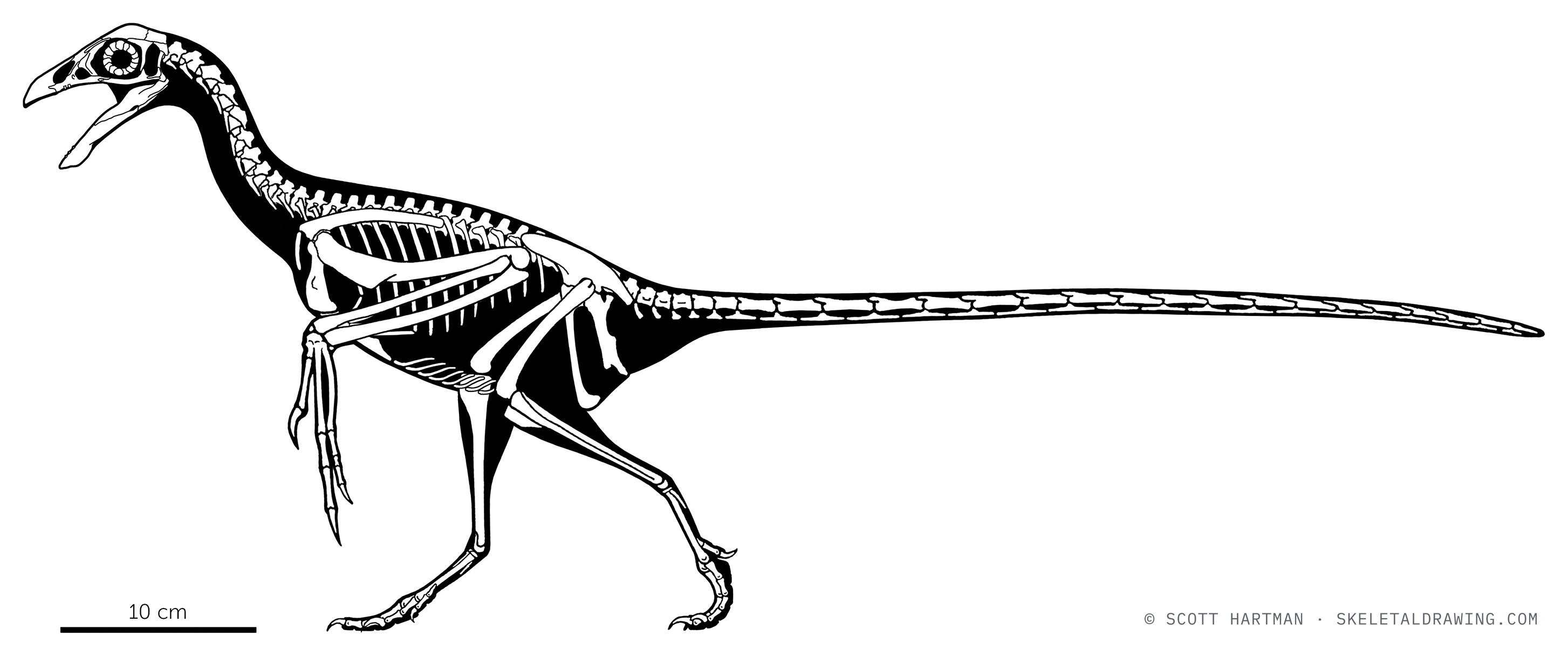 Jeholornis prima skeletal reconstruction, left lateral view, reconstructed length ~0.8 m.