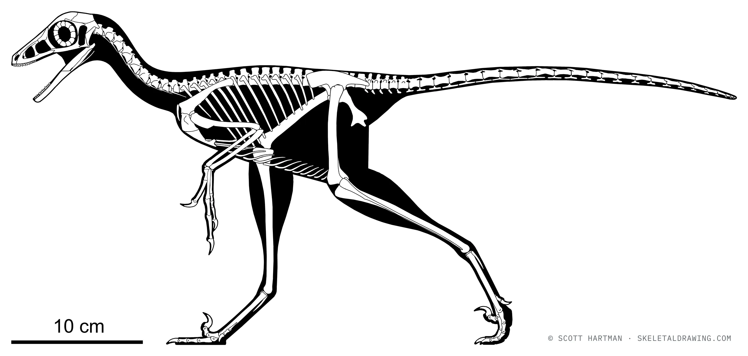 Jinfengopteryx elegans skeletal reconstruction, left lateral view, reconstructed length ~0.55 m.