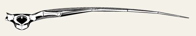 A single elongated pterosaur bone element in lateral view on a pale background